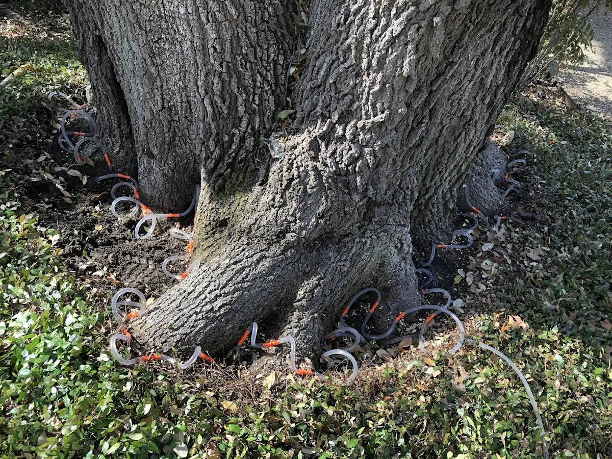 Detailed Tree Cabling and Bracing job site in Westville